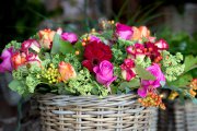 bloemen en planten vvbvanbree     1120